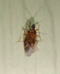 Cimicoidea