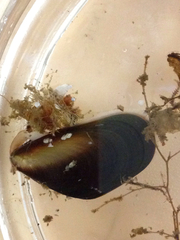 Mytilus trossulus