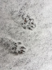 Tamiasciurus hudsonicus