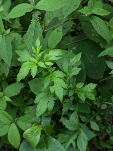 Artemisia lactiflora iNat (2)