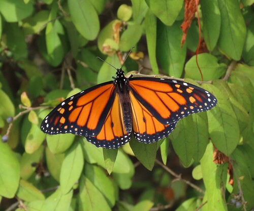 Monarch Butterfly