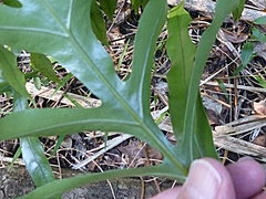 Microsorum pustulatum howense