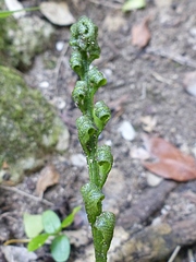 Asplenium milnei