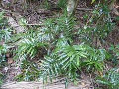 Microsorum pustulatum howense