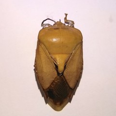 Tessaratoma