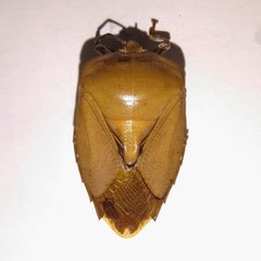 Tessaratoma