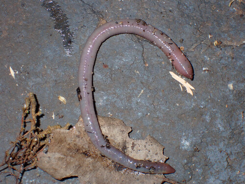 Typical Earthworms