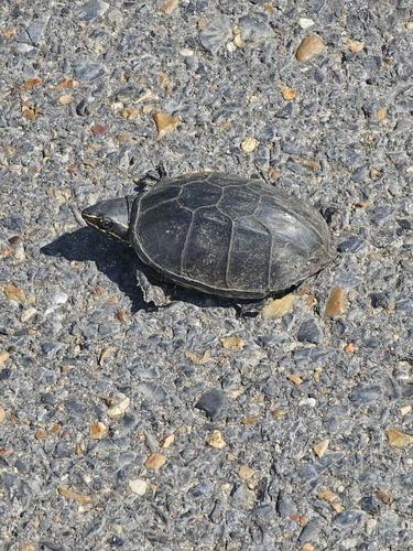 Common Musk Turtle