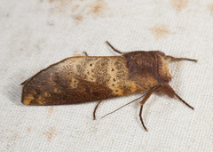 Hemiceras punctata