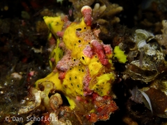 Antennarius maculatus