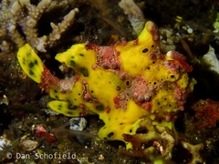 Antennarius maculatus