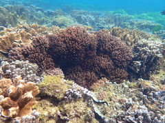 Cladiellidae