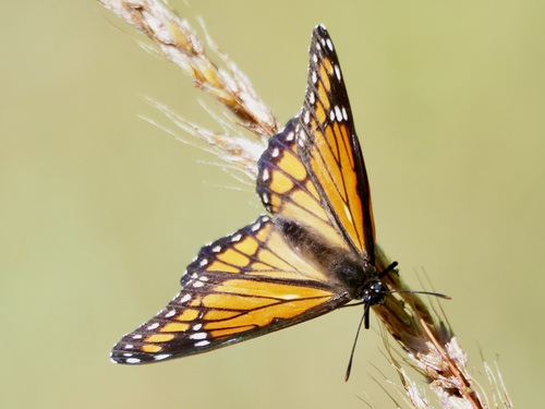 Viceroy