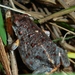 Brown Toadlet - Photo (c) Thomas Brown, some rights reserved (CC BY-NC), uploaded by kogia
