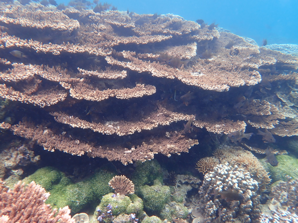 Acropora solitaryensis