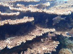 Chaetodon tricinctus