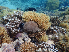 Amphiprion mccullochi