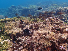 Amphiprion mccullochi