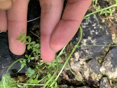 Galium trifidum trifidum