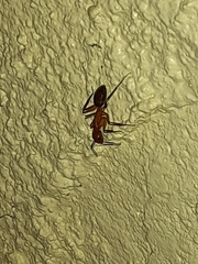 Camponotus inaequalis