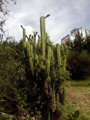 Trichocereus bridgesii