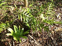 Microsorum pustulatum howense