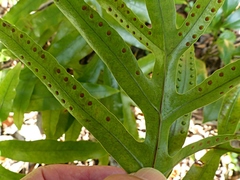 Microsorum pustulatum howense