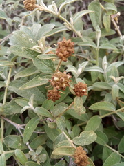 Buddleja aromatica