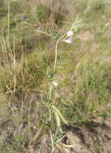 grass-like vetch (Vicia graminea)