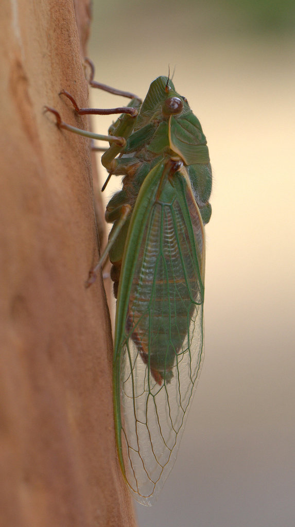 Cyclochilini