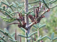 Abies vejarii
