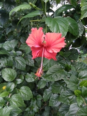Hibiscus