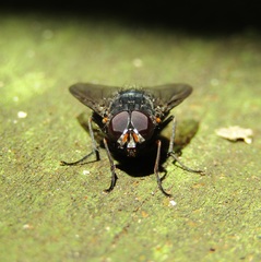 Calliphoroides antennatis