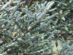 Abies vejarii