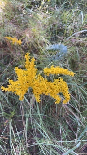 Solidago tortifolia, photograph 6