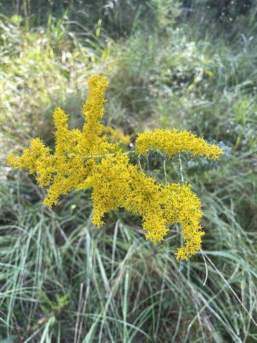 Solidago tortifolia, photograph 5