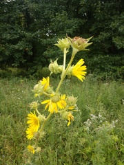 Silphium laciniatum