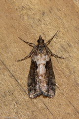 Eudonia submarginalis