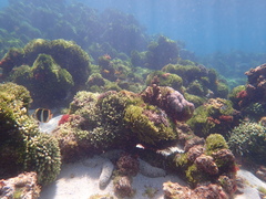 Chaetodon tricinctus