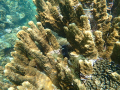 Amphiprion mccullochi