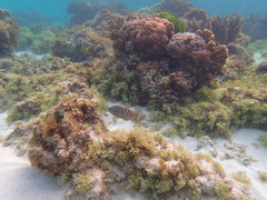 Pseudolabrus luculentus