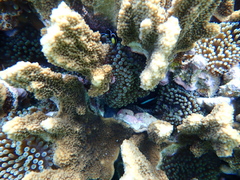 Amphiprion mccullochi