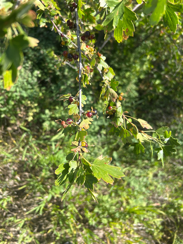 iNaturalist observation 2025-07-12