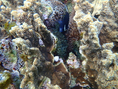 Amphiprion mccullochi