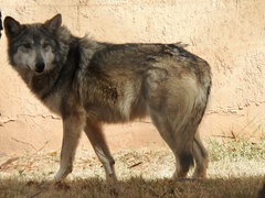Canis lupus baileyi