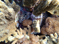 Amphiprion mccullochi