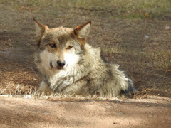 Canis lupus baileyi