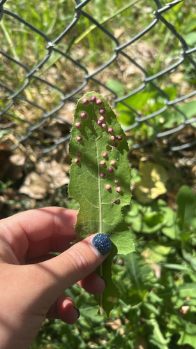 Unknown species found near Billings, MT, US