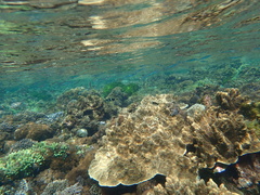 Thalassoma nigrofasciatum