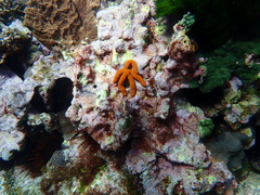 Ophidiaster confertus